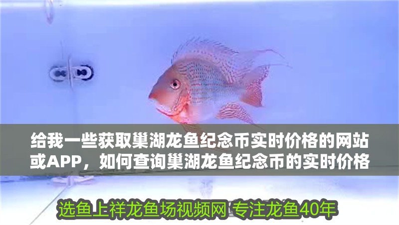 給我一些獲取巢湖龍魚紀念幣實時價格的網站或APP，如何查詢巢湖龍魚紀念幣的實時價格？