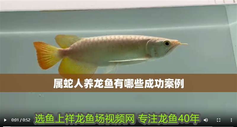 屬蛇人養(yǎng)龍魚有哪些成功案例