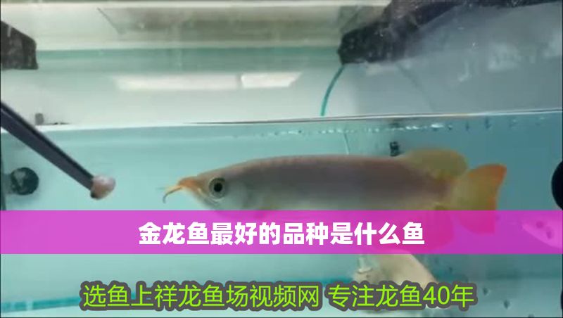 金龍魚最好的品種是什么魚