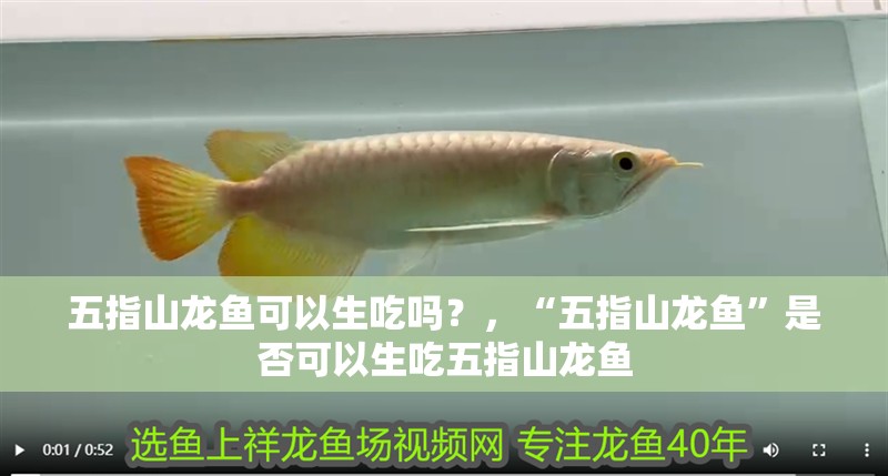 五指山龍魚可以生吃嗎？，“五指山龍魚”是否可以生吃五指山龍魚