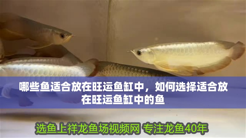 哪些魚適合放在旺運魚缸中，如何選擇適合放在旺運魚缸中的魚