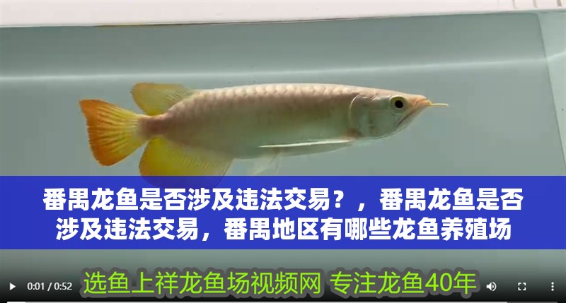 番禺龍魚是否涉及違法交易？，番禺龍魚是否涉及違法交易，番禺地區有哪些龍魚養殖場