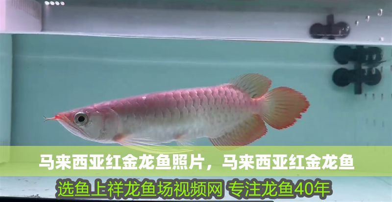 馬來西亞紅金龍魚照片，馬來西亞紅金龍魚