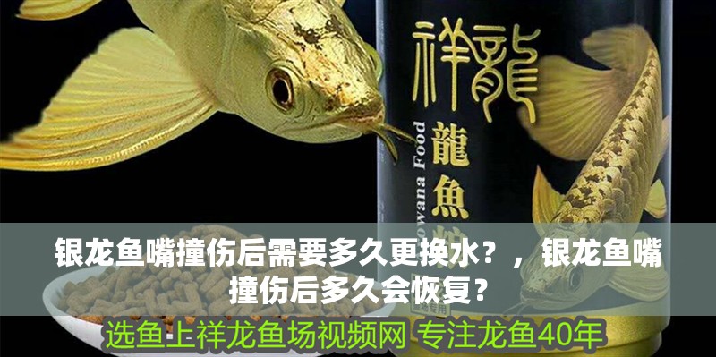 銀龍魚嘴撞傷后需要多久更換水？，銀龍魚嘴撞傷后多久會(huì)恢復(fù)？