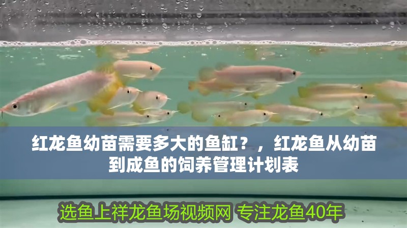 紅龍魚幼苗需要多大的魚缸？，紅龍魚從幼苗到成魚的飼養管理計劃表