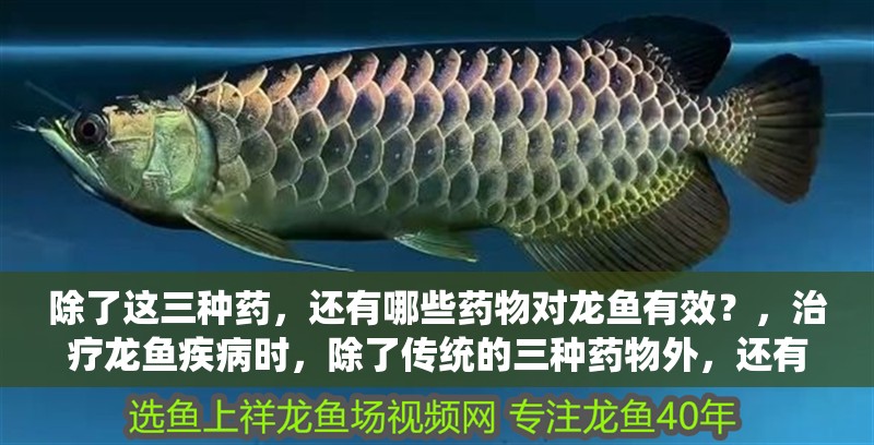 新到家的小虎魚 除了這三種藥,還有哪些藥物對(duì)龍魚有效?,治療龍魚疾病時(shí),除了傳統(tǒng)的三種藥物外,還有多種藥物同樣有效 龍魚百科 除了這三種藥,還有哪些藥物對(duì)龍魚有效?,治療龍魚疾病時(shí),除了傳統(tǒng)的三種藥物外,還有多種藥物同樣有效 除了這三種藥,還有哪些藥物對(duì)龍魚有效?,治療龍魚疾病時(shí),除了傳統(tǒng)的三種藥物外,還有多種藥物同樣有效 龍魚百科