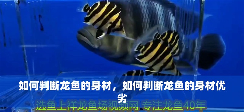 如何判斷龍魚的身材，如何判斷龍魚的身材優劣