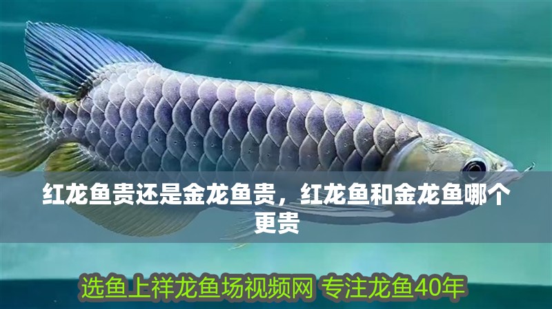 紅龍魚(yú)貴還是金龍魚(yú)貴，紅龍魚(yú)和金龍魚(yú)哪個(gè)更貴