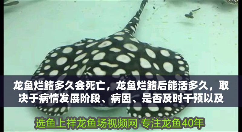 龍魚爛鰭多久會死亡，龍魚爛鰭后能活多久，取決于病情發展階段、病因、是否及時干預以及養護措施是否得當 龍魚爛鰭多久會死亡，龍魚爛鰭后能活多久，取決于病情發展階段、病因、是否及時干預以及養護措施是否得當 龍魚百科