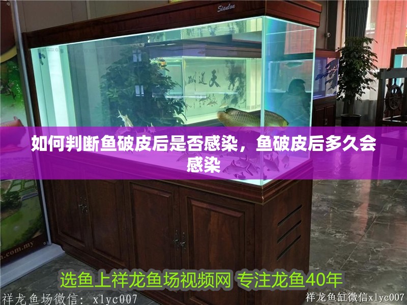如何判斷魚破皮后是否感染，魚破皮后多久會感染
