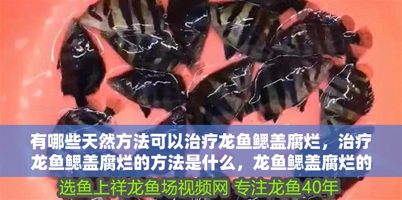 有哪些天然方法可以治療龍魚鰓蓋腐爛，治療龍魚鰓蓋腐爛的方法是什么，龍魚鰓蓋腐爛的方法