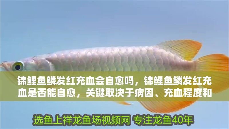 錦鯉魚鱗發(fā)紅充血會自愈嗎，錦鯉魚鱗發(fā)紅充血是否能自愈，關鍵取決于病因、充血程度和水質(zhì)管理是否到位