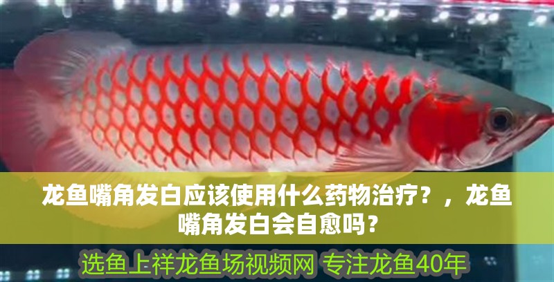 龍魚嘴角發白應該使用什么藥物治療？，龍魚嘴角發白會自愈嗎？