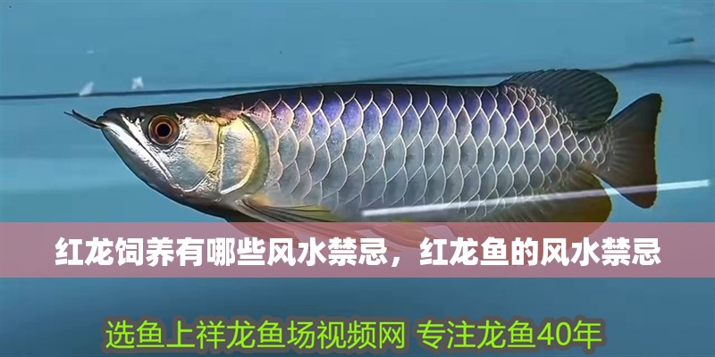 紅龍飼養有哪些風水禁忌，紅龍魚的風水禁忌