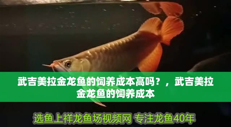 武吉美拉金龍魚(yú)的飼養(yǎng)成本高嗎？，武吉美拉金龍魚(yú)的飼養(yǎng)成本