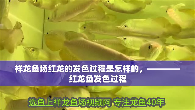 祥龍魚場紅龍的發色過程是怎樣的，————紅龍魚發色過程