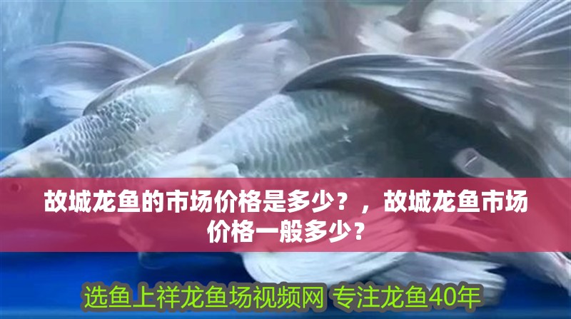 故城龍魚的市場價格是多少？，故城龍魚市場價格一般多少？