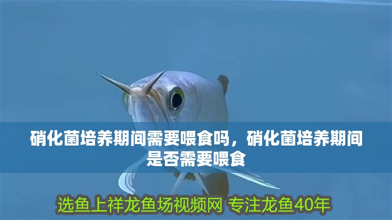 硝化菌培養期間需要喂食嗎，硝化菌培養期間是否需要喂食