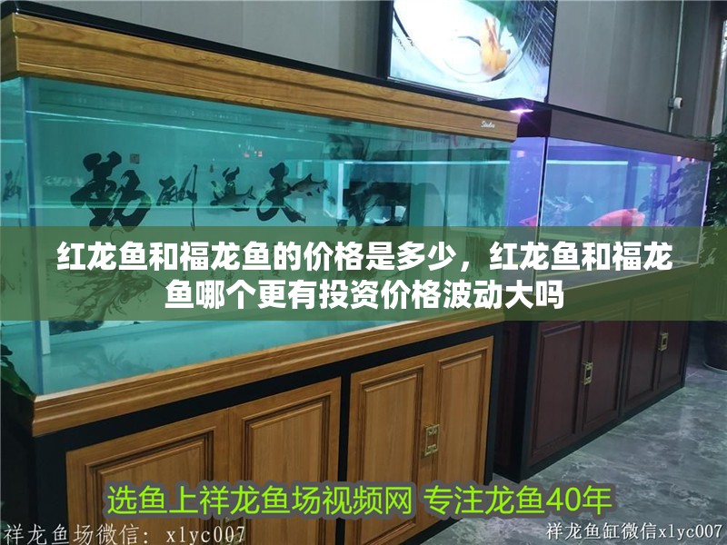 紅龍魚和福龍魚的價格是多少，紅龍魚和福龍魚哪個更有投資價格波動大嗎