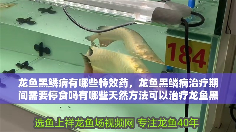 龍魚黑鱗病有哪些特效藥，龍魚黑鱗病治療期間需要停食嗎有哪些天然方法可以治療龍魚黑鱗病