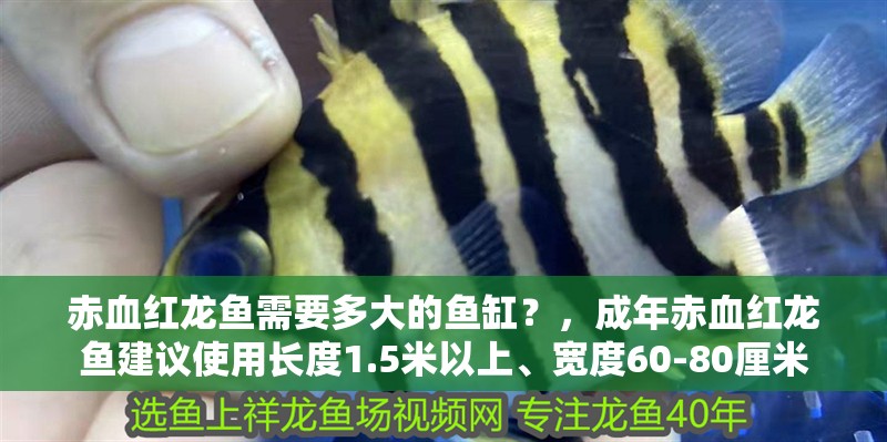 赤血紅龍魚需要多大的魚缸？，成年赤血紅龍魚建議使用長度1.5米以上、寬度60-80厘米
