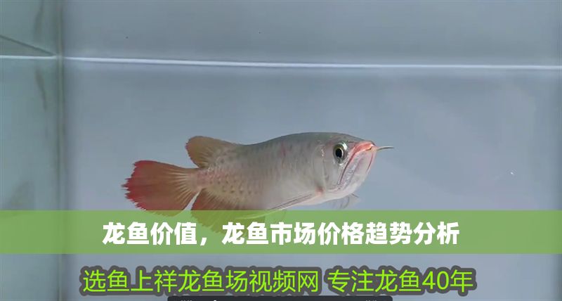 龍魚價值，龍魚市場價格趨勢分析