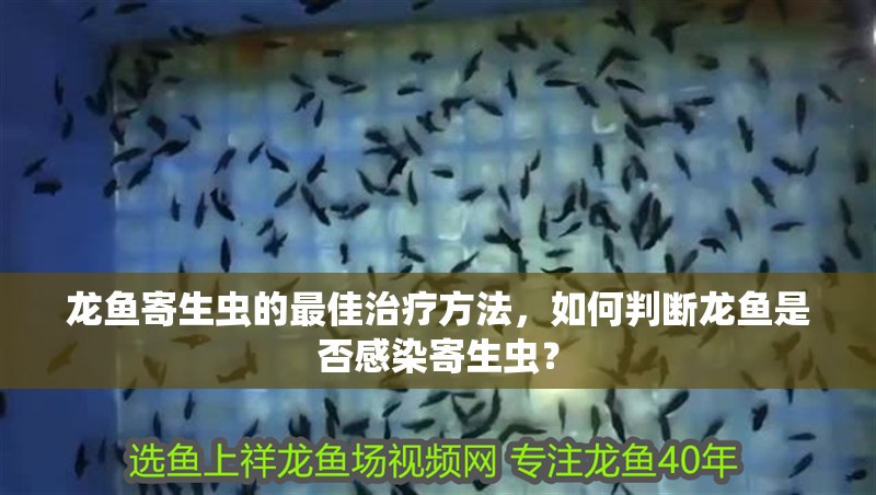 龍魚寄生蟲的最佳治療方法，如何判斷龍魚是否感染寄生蟲？