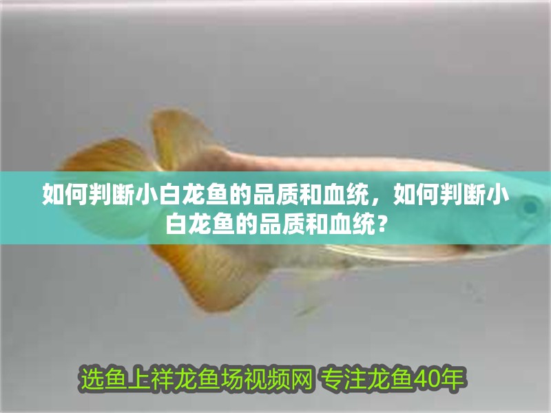 如何判斷小白龍魚的品質和血統，如何判斷小白龍魚的品質和血統？
