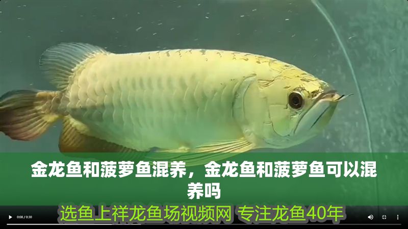 金龍魚和菠蘿魚混養(yǎng)，金龍魚和菠蘿魚可以混養(yǎng)嗎