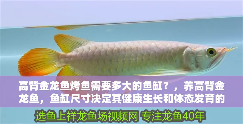高背金龍魚烤魚需要多大的魚缸？，養(yǎng)高背金龍魚，魚缸尺寸決定其健康生長和體態(tài)發(fā)育的關(guān)鍵因素