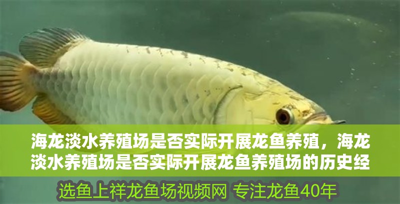 海龍淡水養(yǎng)殖場是否實(shí)際開展龍魚養(yǎng)殖，海龍淡水養(yǎng)殖場是否實(shí)際開展龍魚養(yǎng)殖場的歷史經(jīng)營記錄
