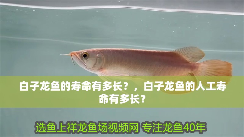 白子龍魚的壽命有多長(zhǎng)？，白子龍魚的人工壽命有多長(zhǎng)？