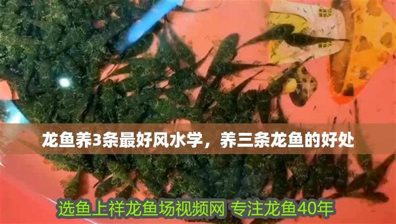 龍魚養3條最好風水學，養三條龍魚的好處