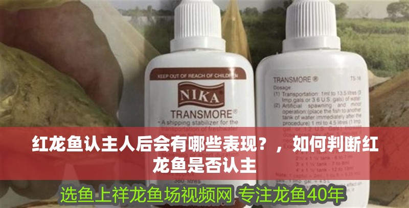 紅龍魚認主人后會有哪些表現？，如何判斷紅龍魚是否認主