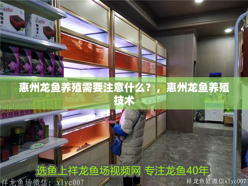 惠州龍魚養殖需要注意什么？，惠州龍魚養殖技術