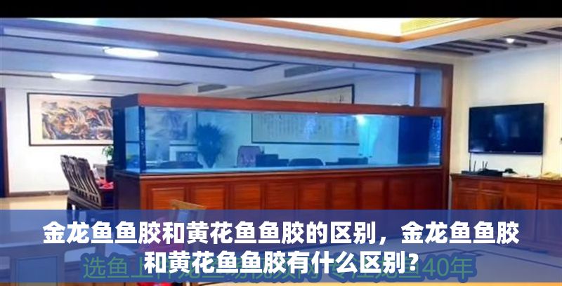 金龍魚(yú)魚(yú)膠和黃花魚(yú)魚(yú)膠的區(qū)別，金龍魚(yú)魚(yú)膠和黃花魚(yú)魚(yú)膠有什么區(qū)別？