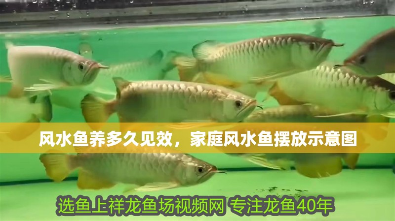 風(fēng)水魚(yú)養(yǎng)多久見(jiàn)效，家庭風(fēng)水魚(yú)擺放示意圖