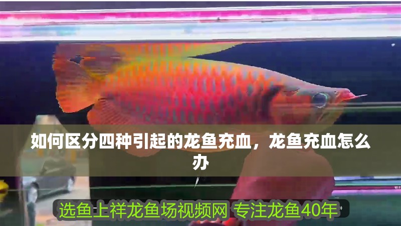 如何區分四種引起的龍魚充血，龍魚充血怎么辦