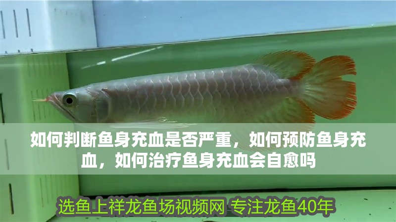 如何判斷魚身充血是否嚴(yán)重，如何預(yù)防魚身充血，如何治療魚身充血會自愈嗎
