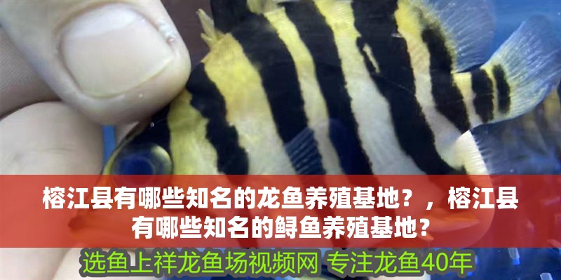 榕江縣有哪些知名的龍魚養殖基地？，榕江縣有哪些知名的鱘魚養殖基地？