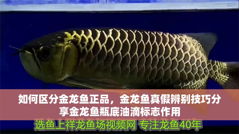 如何區分金龍魚正品，金龍魚真假辨別技巧分享金龍魚瓶底油滴標志作用