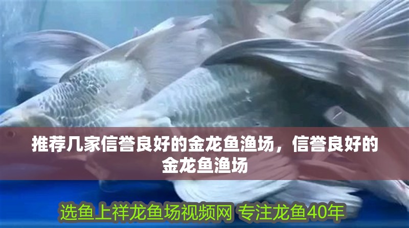 推薦幾家信譽良好的金龍魚漁場，信譽良好的金龍魚漁場
