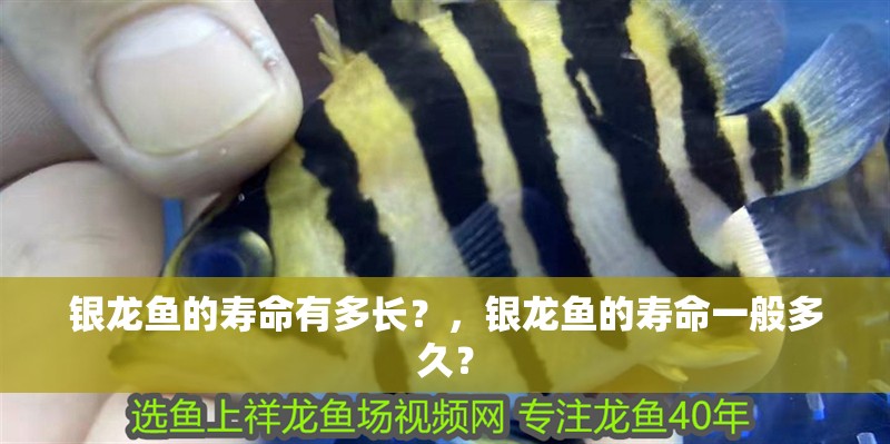 銀龍魚(yú)的壽命有多長(zhǎng)？，銀龍魚(yú)的壽命一般多久？