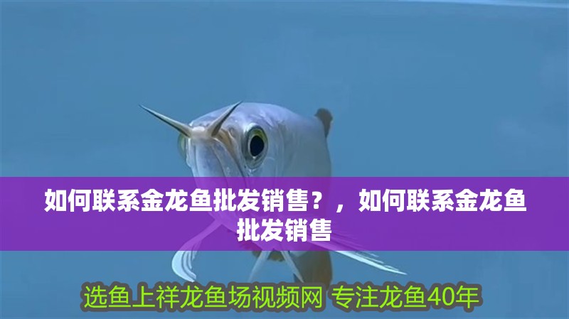 如何聯(lián)系金龍魚批發(fā)銷售？，如何聯(lián)系金龍魚批發(fā)銷售
