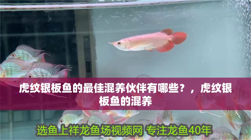 虎紋銀板魚的最佳混養(yǎng)伙伴有哪些？，虎紋銀板魚的混養(yǎng) 虎紋銀板魚的最佳混養(yǎng)伙伴有哪些？，虎紋銀板魚的混養(yǎng) 龍魚百科