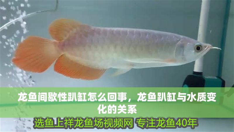 龍魚間歇性趴缸怎么回事，龍魚趴缸與水質(zhì)變化的關(guān)系