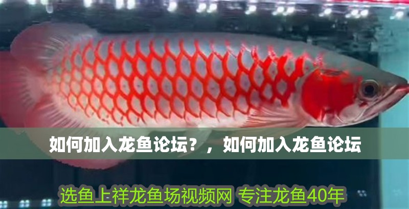 如何加入龍魚論壇？，如何加入龍魚論壇