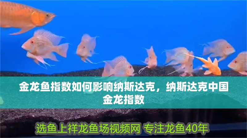 金龍魚指數如何影響納斯達克，納斯達克中國金龍指數