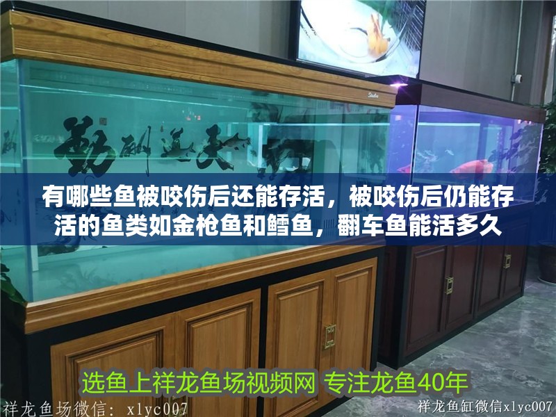 有哪些魚被咬傷后還能存活，被咬傷后仍能存活的魚類如金槍魚和鱈魚，翻車魚能活多久