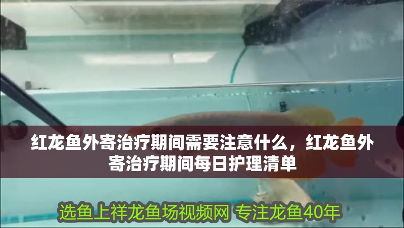 紅龍魚外寄治療期間需要注意什么，紅龍魚外寄治療期間每日護理清單